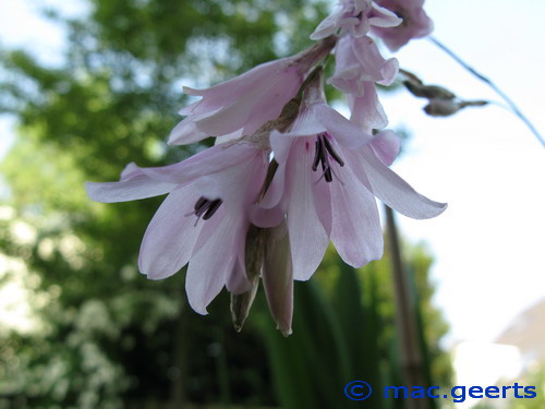 Dierama cooperi